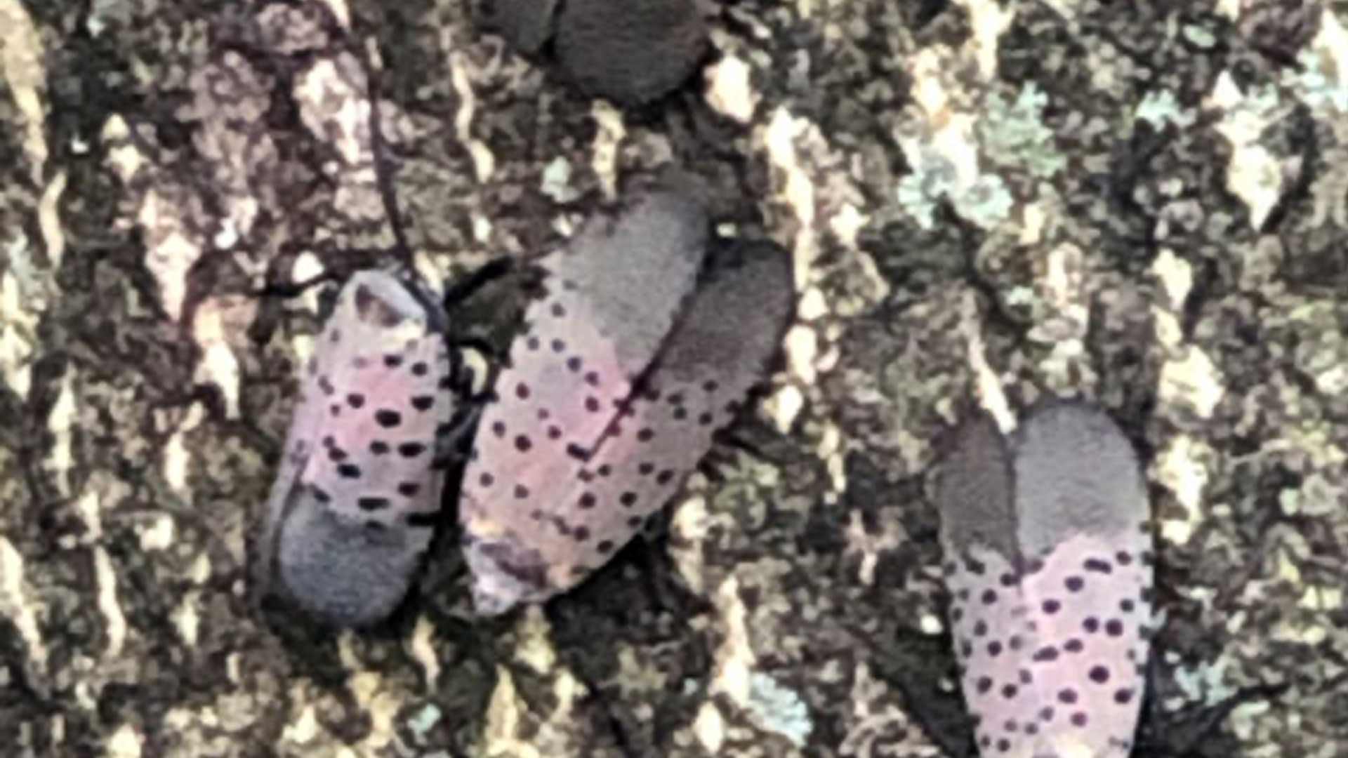 Webinar: Spotted Lanternfly