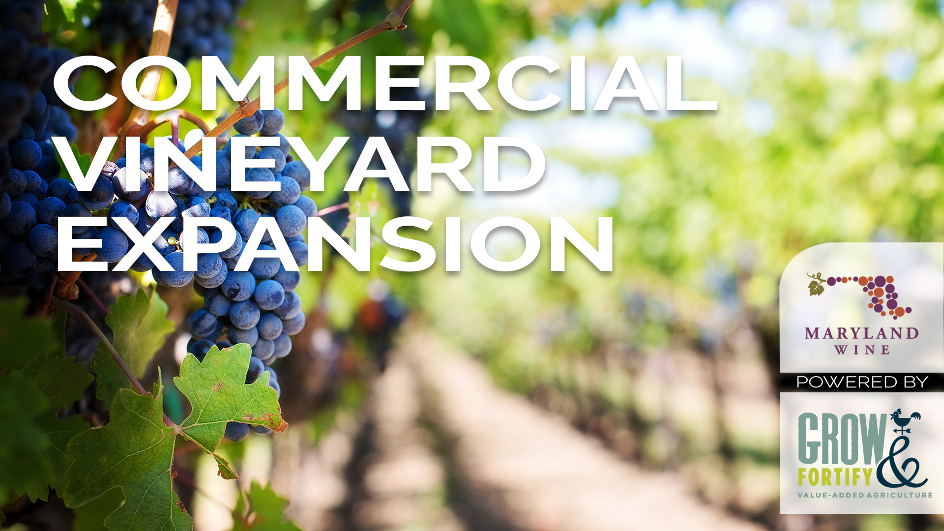 Commercial Vineyard Expansion Course